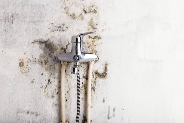 Best Office Mold Removal Services  in Guthrie, KY
