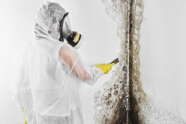 Best Mold Inspection  in Guthrie, KY