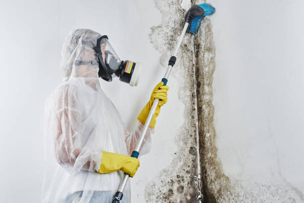 Best Mold Remediation  in Guthrie, KY